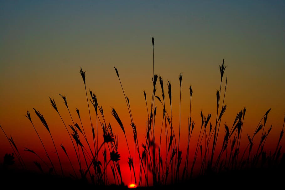 east, sun, grass, red, sky, landscape, sunset, beauty in nature HD wallpaper