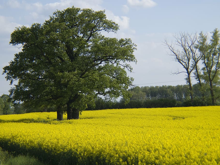 tree, oilseed rape, field, landscape, nature, spring, sky, yellow HD wallpaper