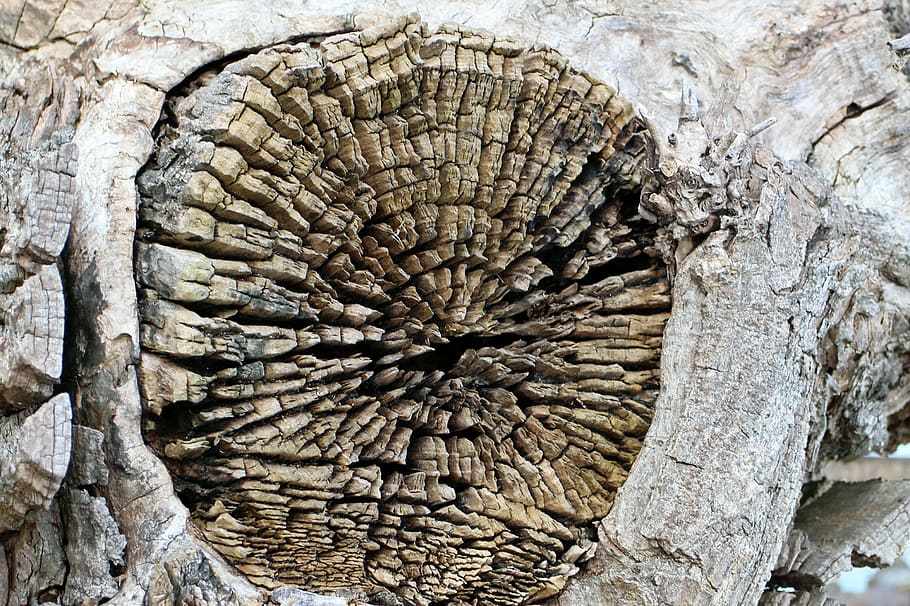 wood, tribe, log, cross section, grain, branch, annual rings HD wallpaper