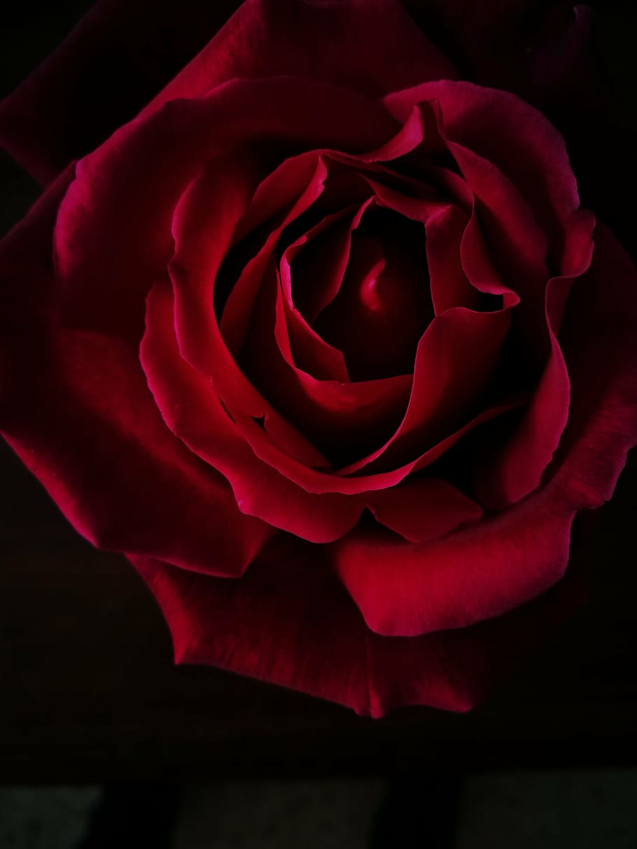 red rose flower with black background, rose - flower, petal HD wallpaper