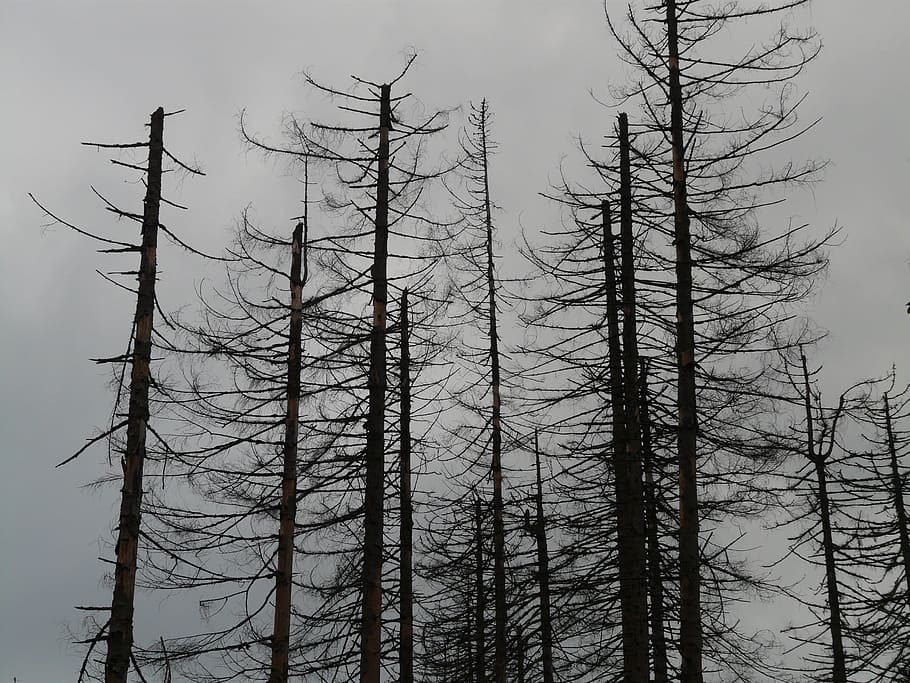 withered trees under dark cloudy sky, waldsterben, dead, death HD wallpaper