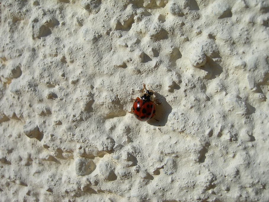 ladybug, insect, beetle, wall, crawl, animals in the wild, animal themes HD wallpaper