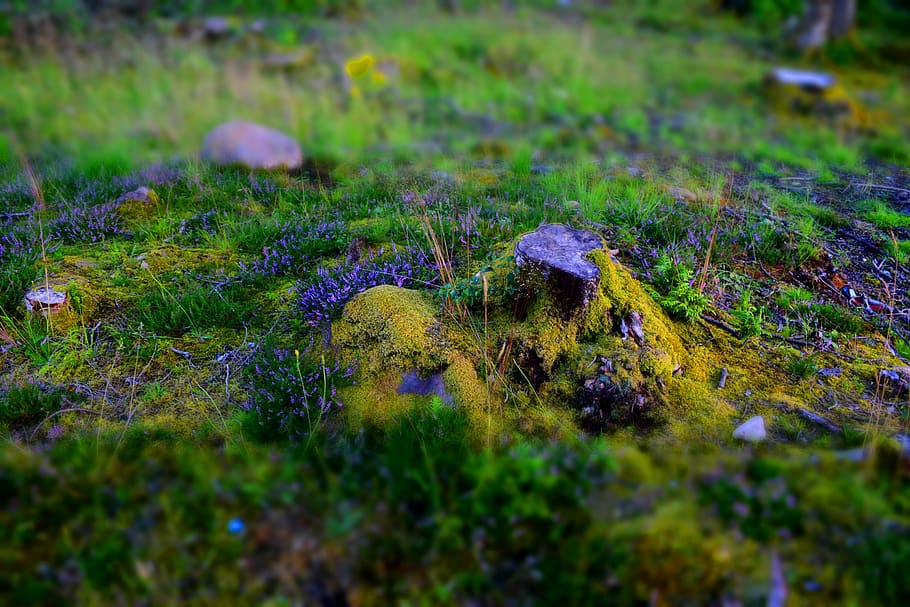 Fantasy, Forest, Forest, Glade, nature, moss, outdoors, grass HD wallpaper