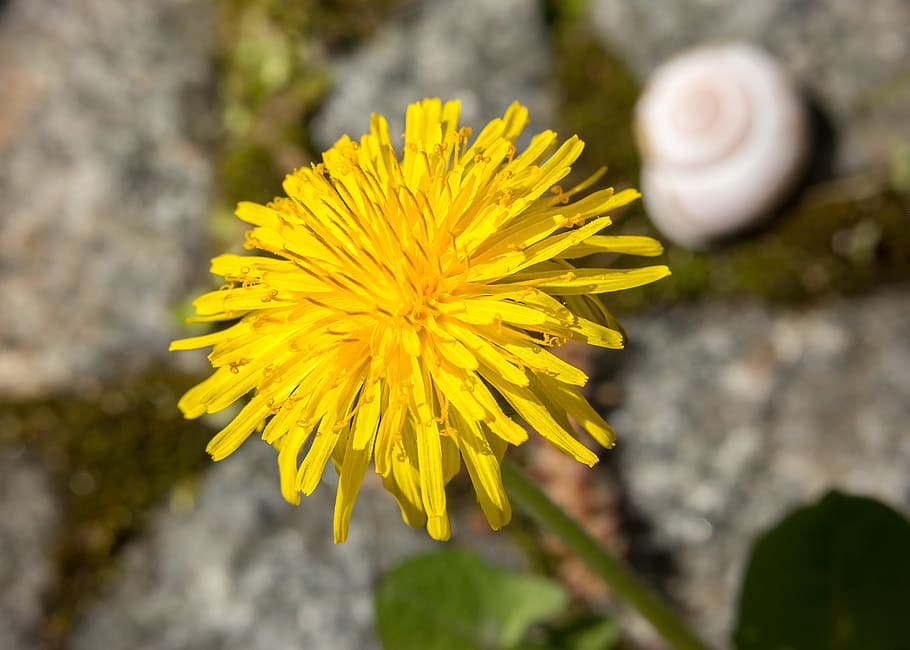 dandelion, snail, shell, yellow, flower, buttercup, stamp, bühen, HD wallpaper