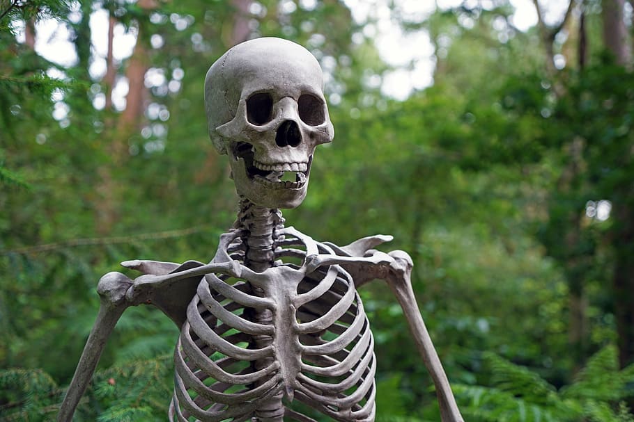 skeleton surrounded by trees, forest, scary, death, life, skull HD wallpaper