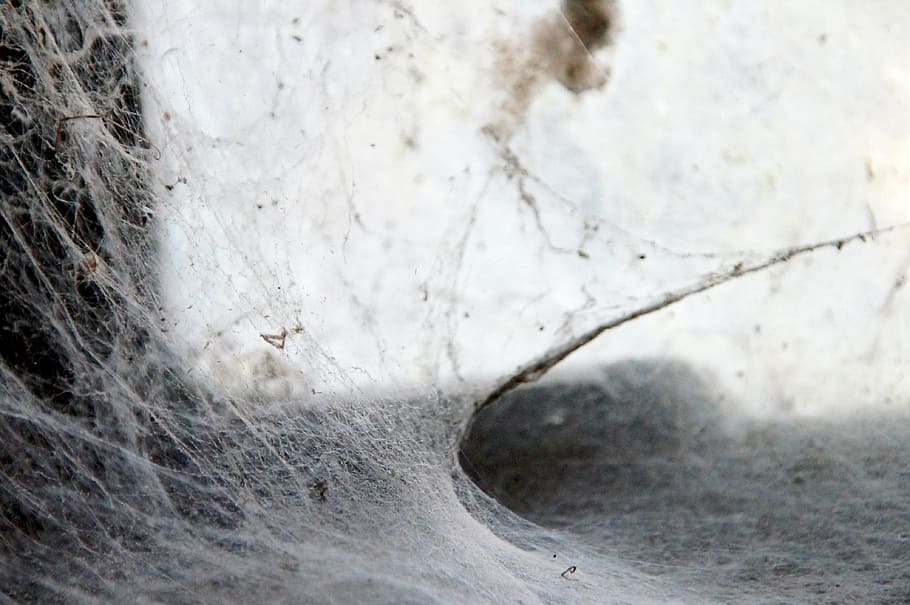 spider, network, gloomy, sad, dead, silent, atmosphere, mood HD wallpaper