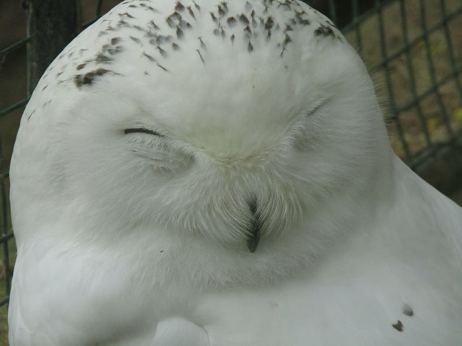 owl, bird, nature, expression, predator, night bird, close-up HD wallpaper