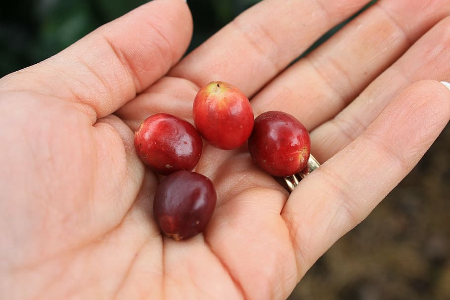 hands, coffee, grain, coffee grains, fruits, human hand, food HD wallpaper