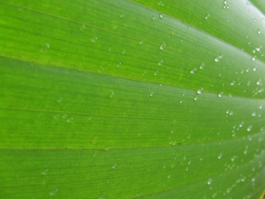 leaf with water drops close-up photography, Background, Texture HD wallpaper
