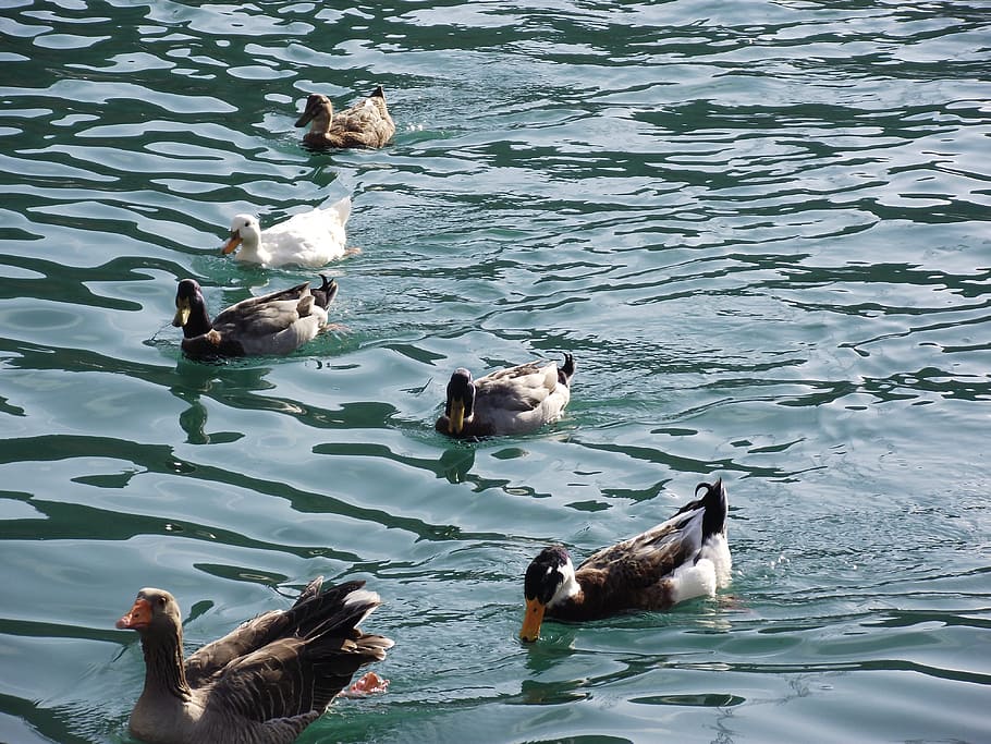 Duck, Marine, Macro, water, animals in the wild, animal themes HD wallpaper