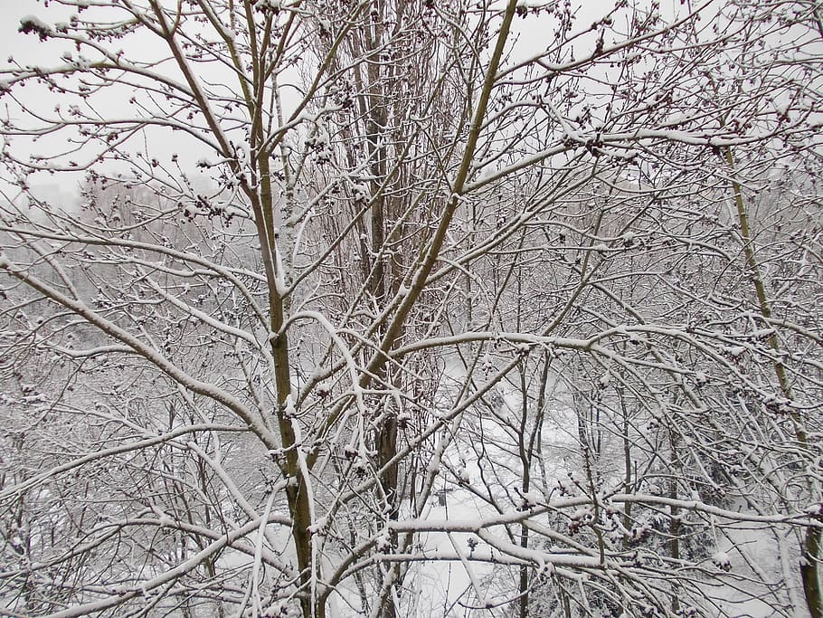 winter, snow, white, trees, branches, plant, bare tree, cold temperature HD wallpaper