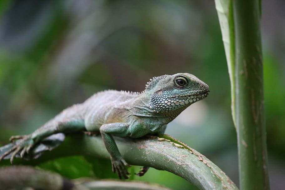 green iguana resting tree branch, green iguana perching on tree branch HD wallpaper