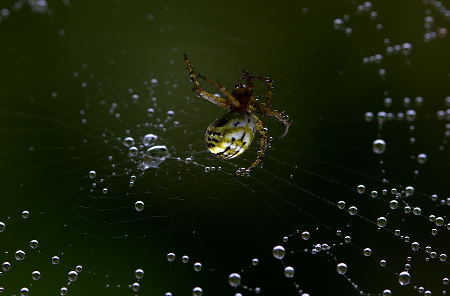 spider, spider web, hooked, arachnid, place, drops, dew, close-up HD wallpaper