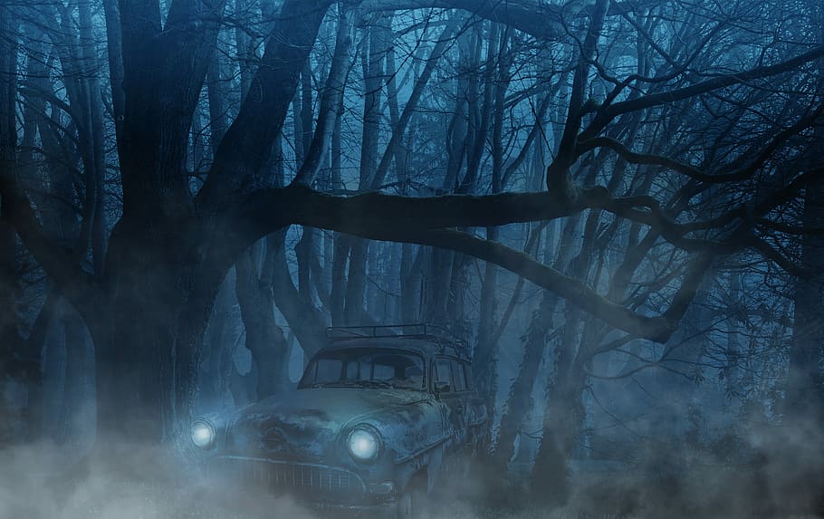 vehicle parked under tree taken during, auto, forest, fog, trees, HD wallpaper