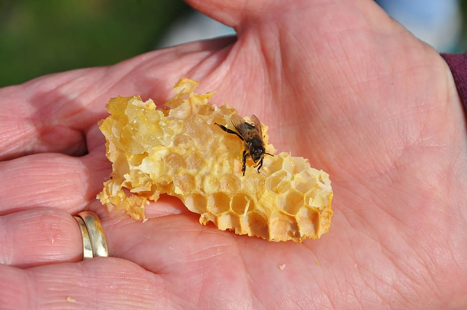 bee, honey, combs, insect, hand, human hand, human body part HD wallpaper