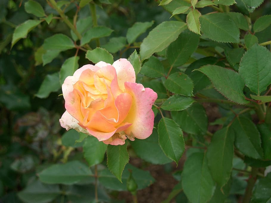 rose, garden, summer, flowering plant, beauty in nature, plant part HD wallpaper