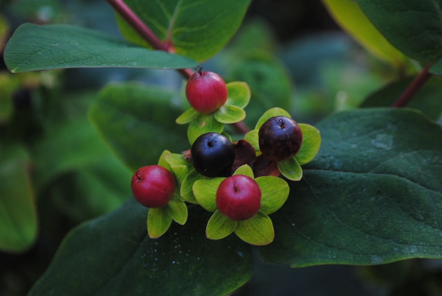 berries, red, black, fruit, berry, plant part, leaf, healthy eating HD wallpaper