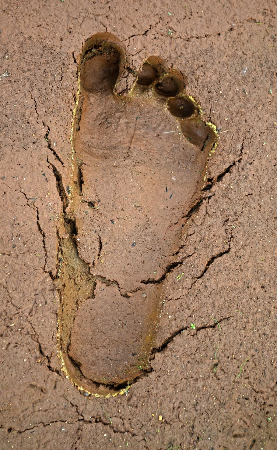 mud, track, detail, print, land, no people, nature, day, dirt HD wallpaper