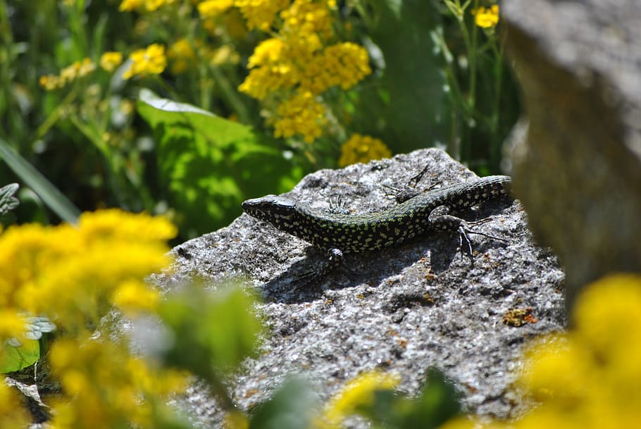 lizard, stone, plant, one animal, animal themes, animal wildlife HD wallpaper