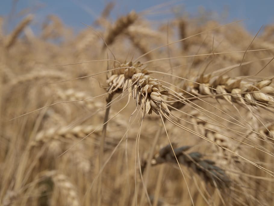 Summer, Cornfield, Bread, cereal plant, agriculture, nature HD wallpaper