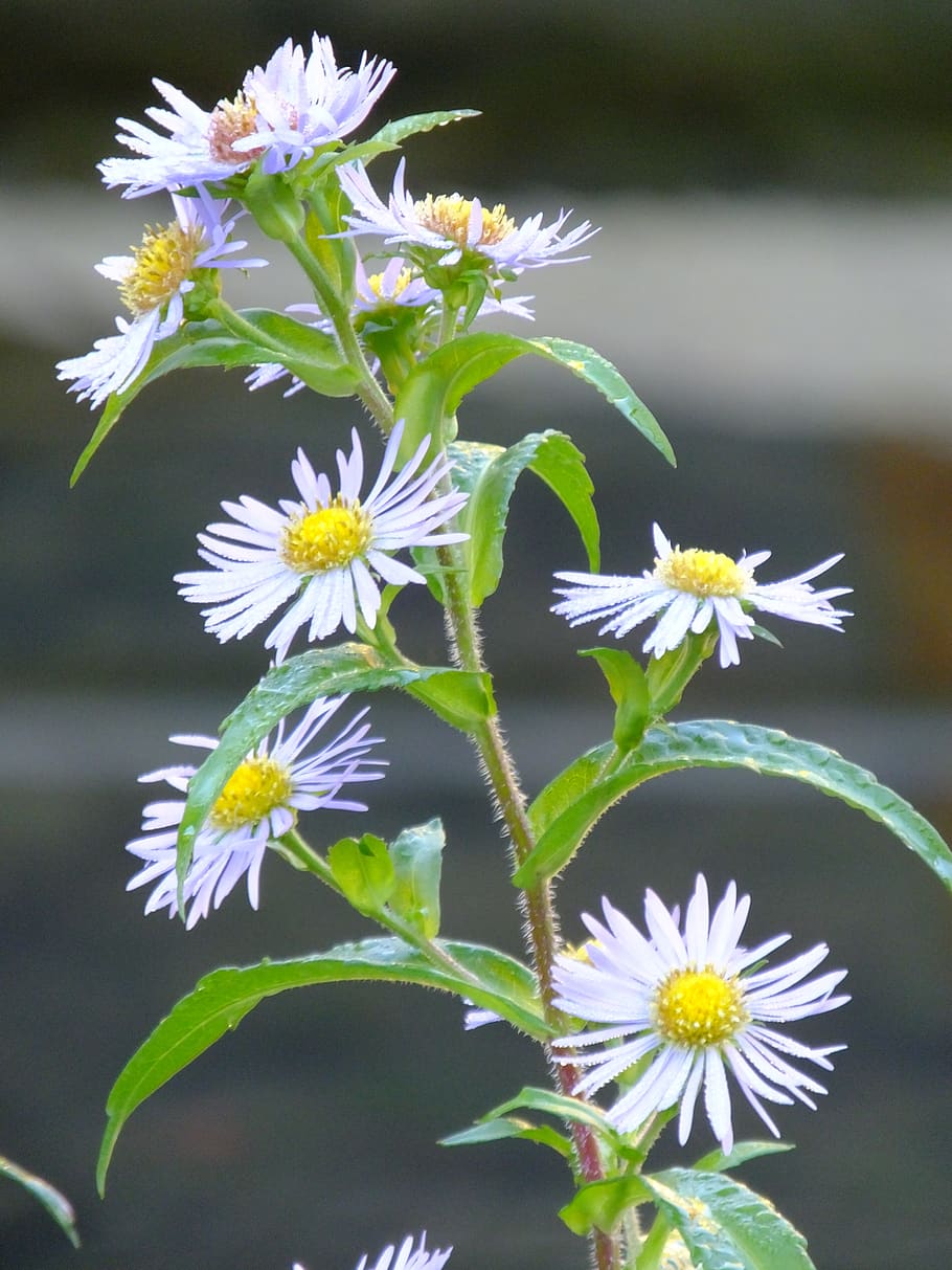 flower, chamomile, flowering plant, freshness, vulnerability HD wallpaper
