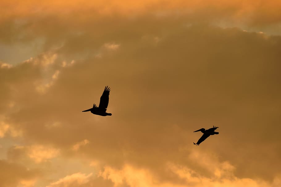 Sunset, Florida, Birds, Avian, pelicans flying, sky, wildlife HD wallpaper