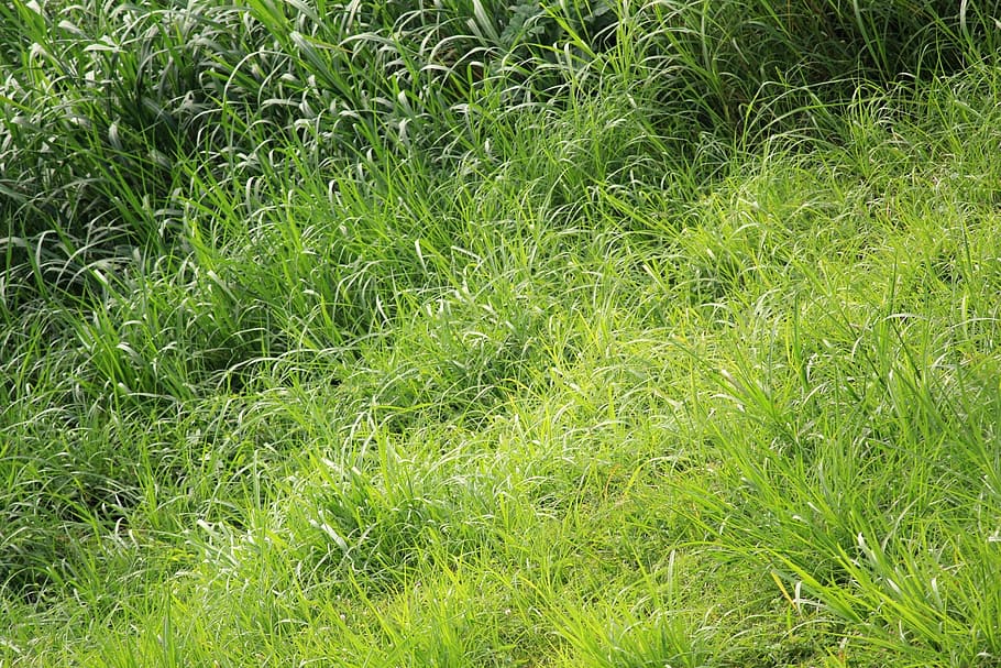 green leaves, pattern, leaf, green background, green grass background HD wallpaper