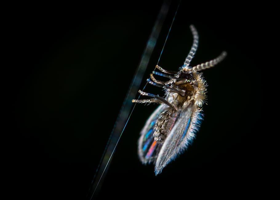 insect, spider web, babusnica, macro, animal themes, one animal HD wallpaper
