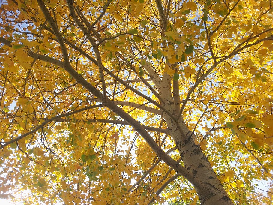nature, tree, green, plant, summer, outdoor, branch, wood, leaf HD wallpaper