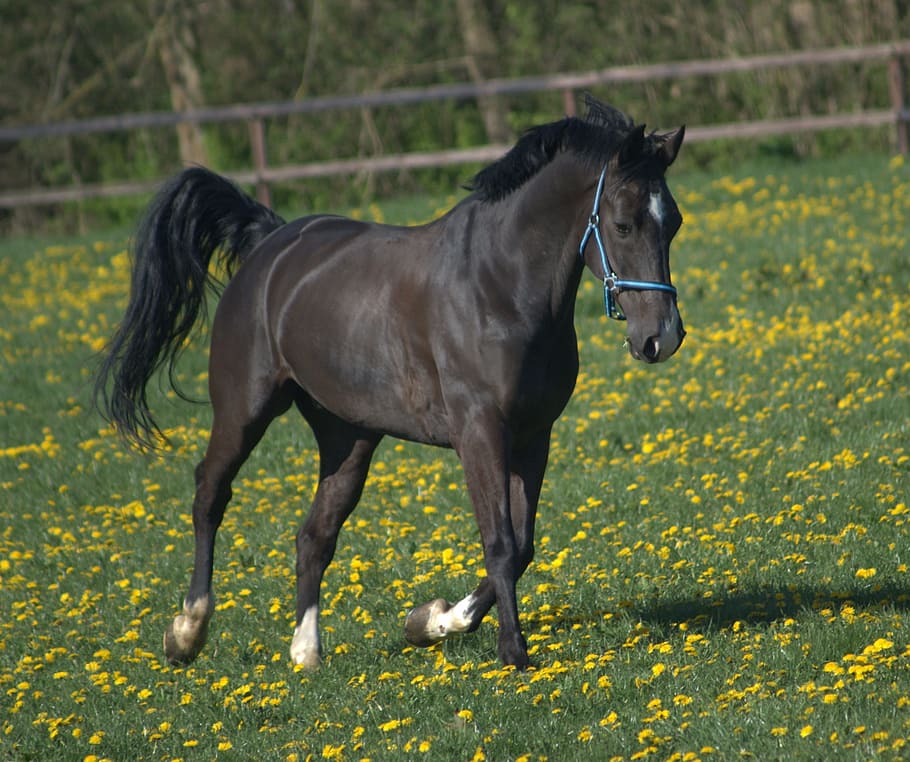 Horse, Whey, Spring, Horses, domestic animals, animal themes HD wallpaper