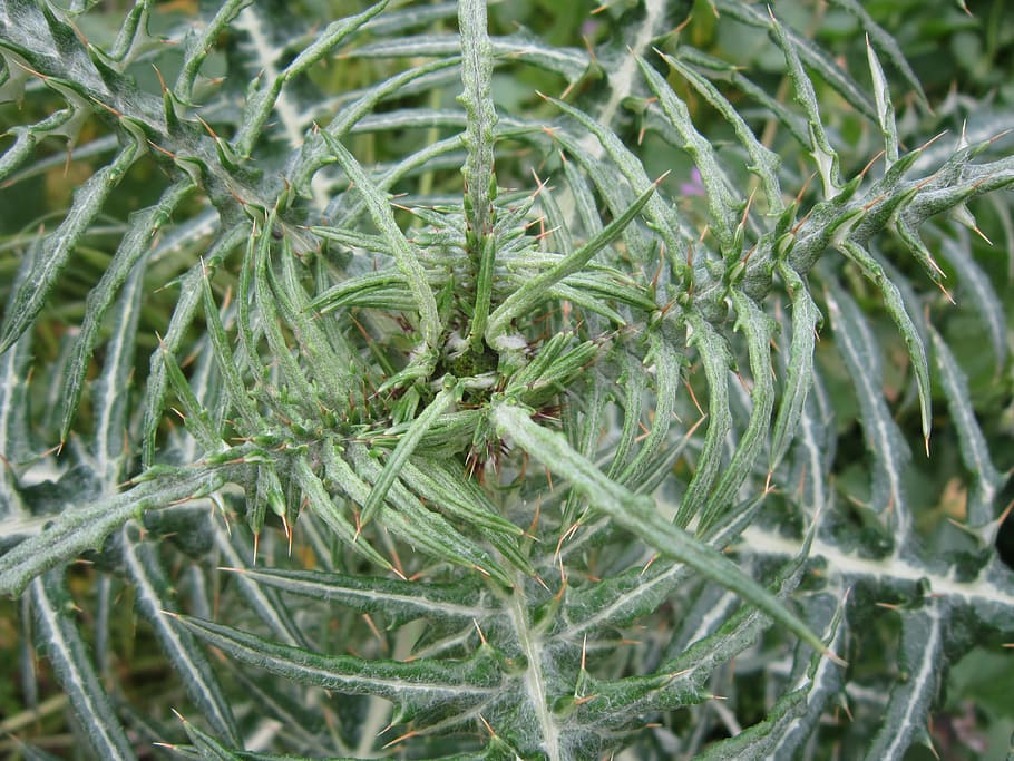 background, close, thistle, green, spur, pattern, about, structure HD wallpaper