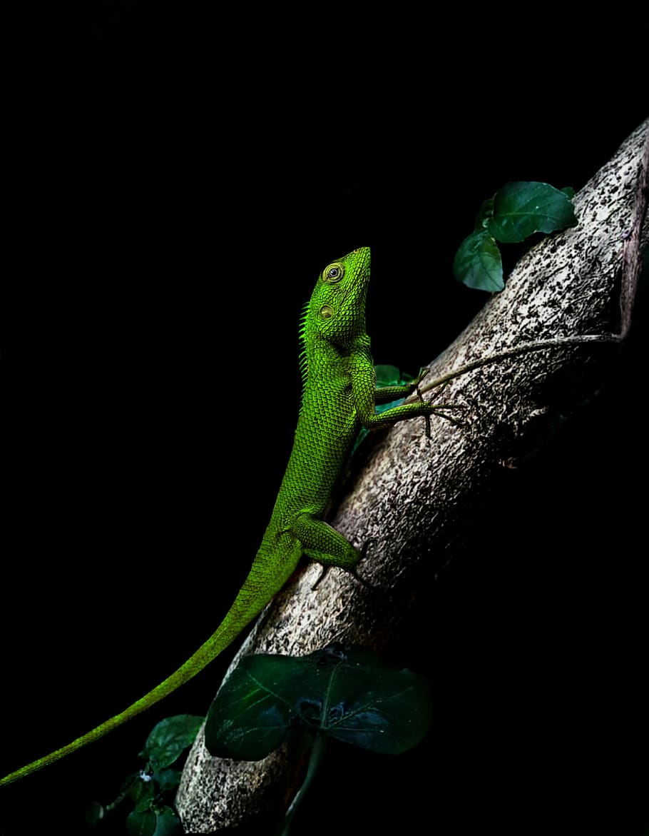 chameleon, dark, tree, green, pose, one animal, animal themes HD wallpaper