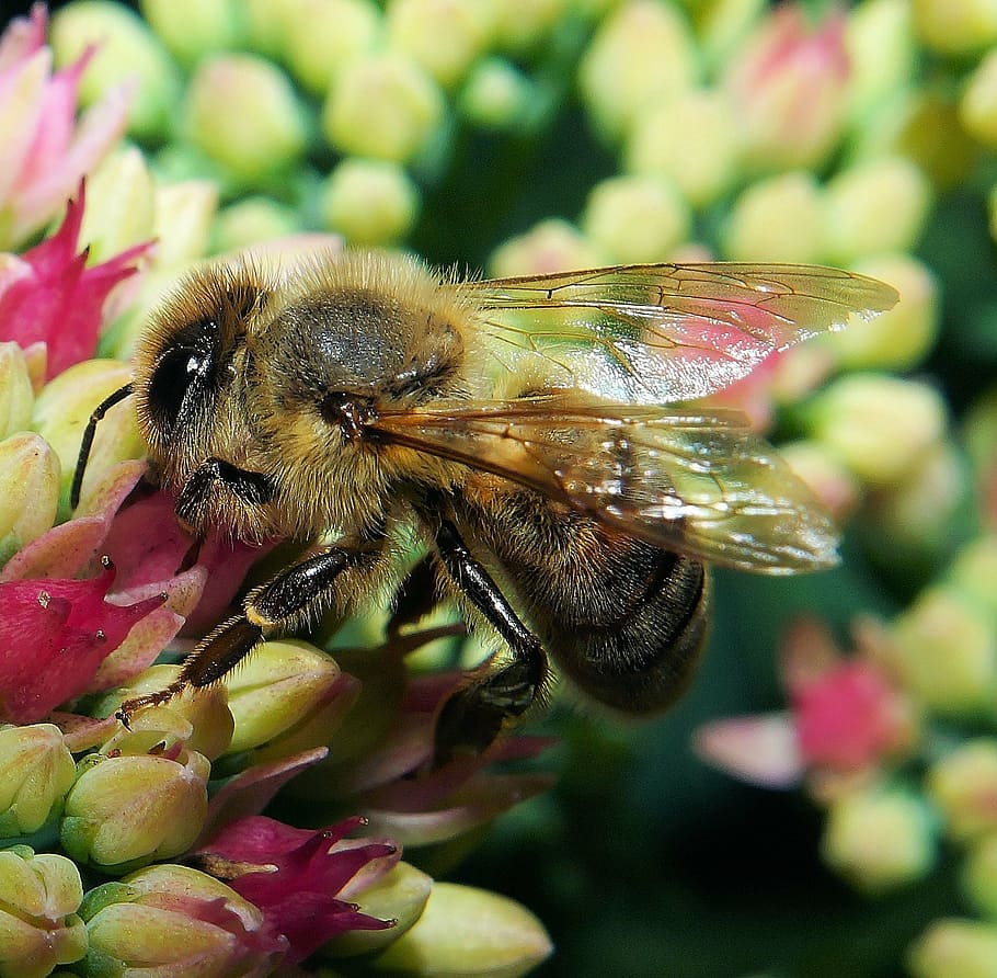 bumble bee on flower, blossom, bloom, close, pollination, macro HD wallpaper