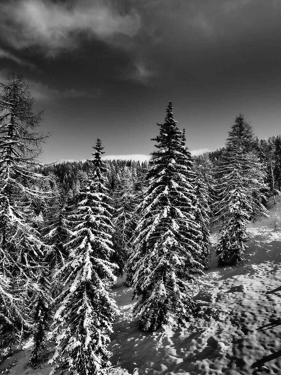 grayscale photo of pine trees covered with snow, Skiing, Runway