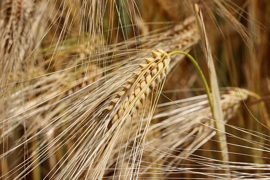 Wheat, Field, Cereals, Spike, Harvest, wheat field, agriculture HD wallpaper