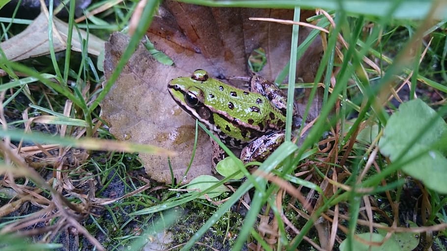 Frog, Amphibians, Green, Leaf, Autumn, points, pond, animal HD wallpaper