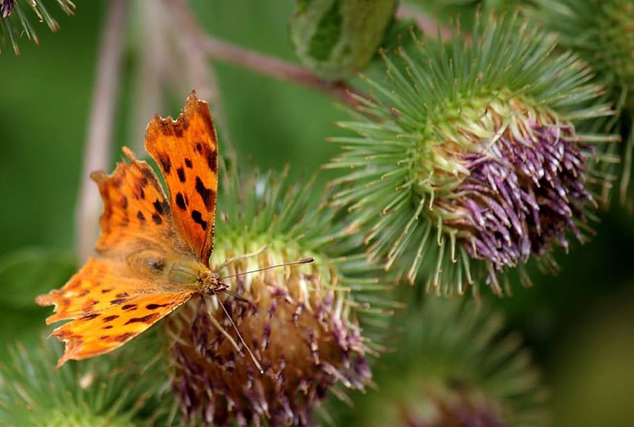Moth, Butterfly, Thistle, Insect, Nature, wildlife, flower HD wallpaper