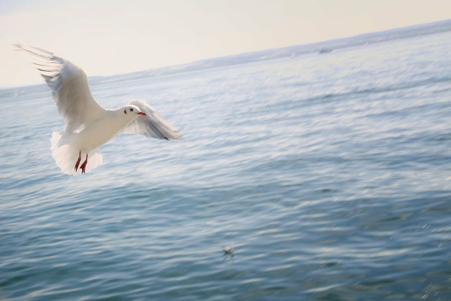 white flying bird on top of body on water, gull, lake, lake constance HD wallpaper