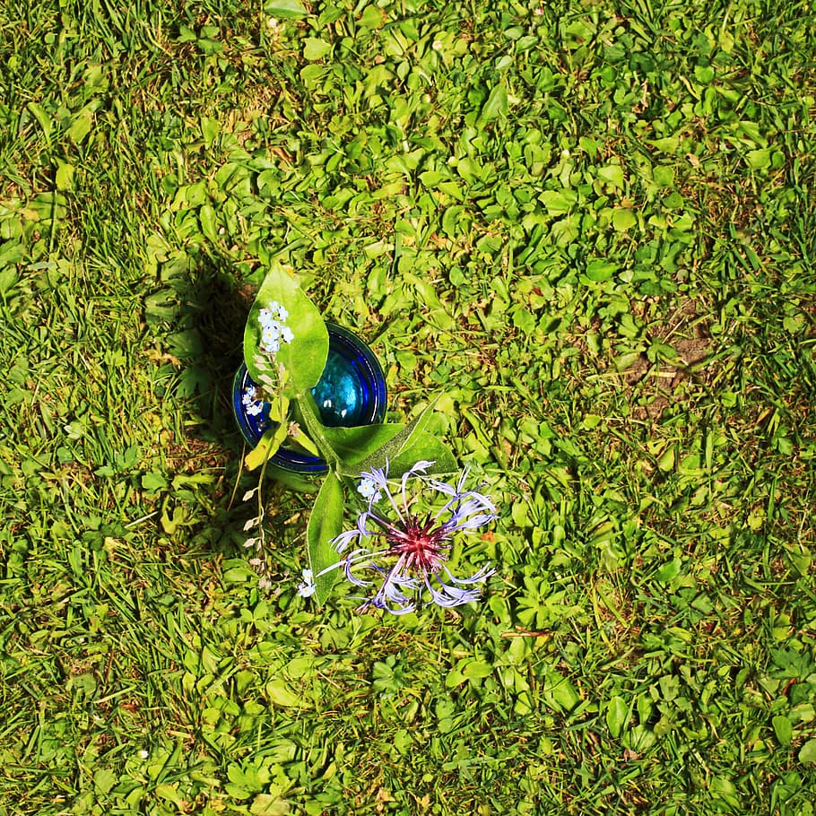 flower, from above, grass, close, flowers, plant, vase, text dom HD wallpaper