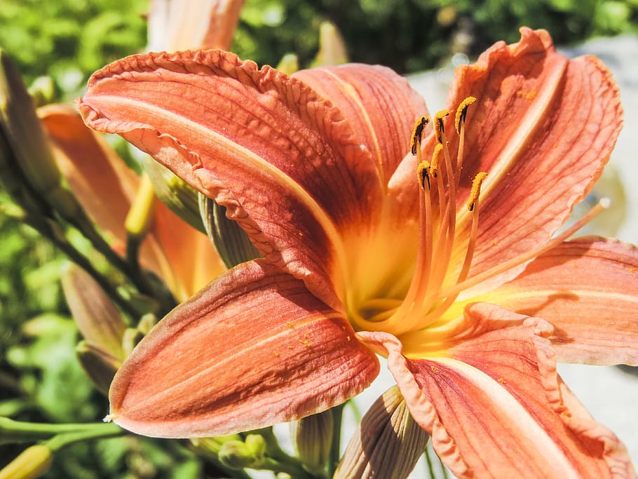 lily, spring, flower, pollen, plant, bloom, the petals, nature HD wallpaper