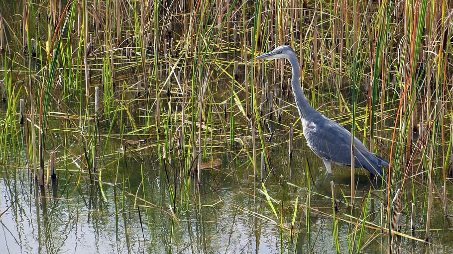 heron, grey heron, bird, hunter, fish, bill, water, eastern HD wallpaper