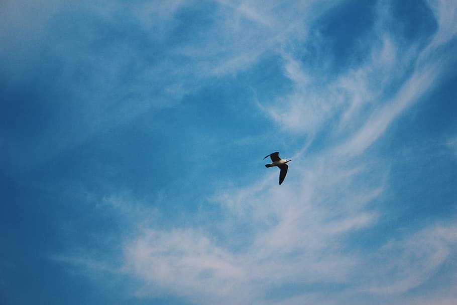 flying eagle below cumulus clouds, white bird flying under white and blue sky during daytime HD wallpaper