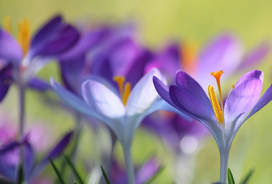 purple flowers in shallow focus shot, crocus, spring, blossom HD wallpaper