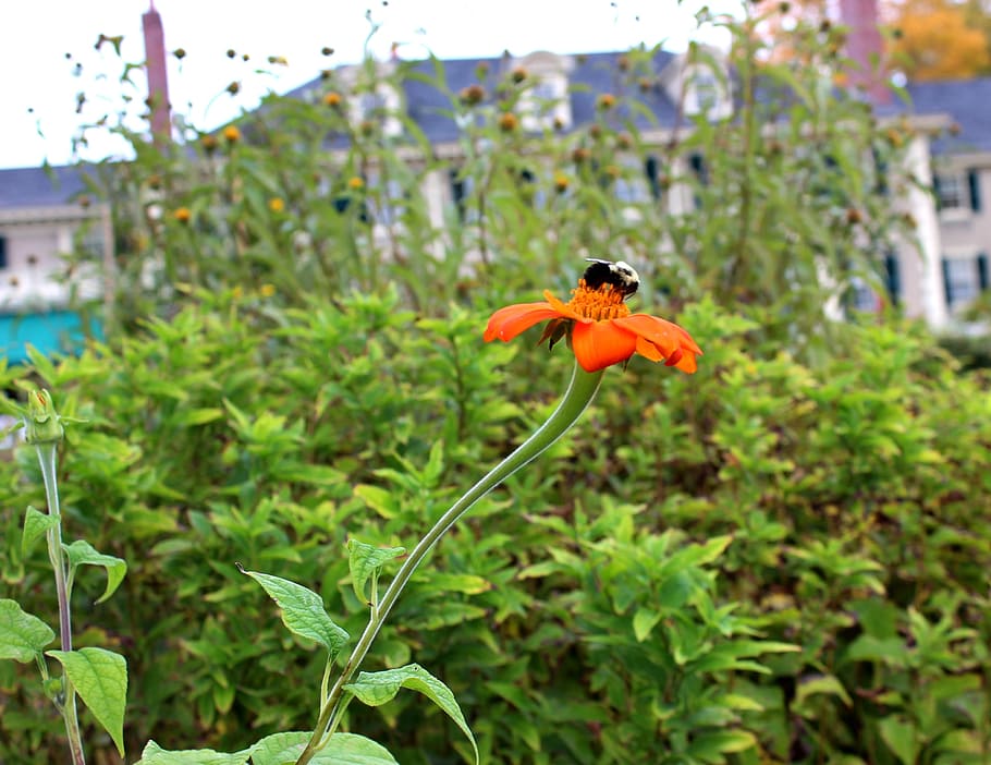 bee, flower, nature, pollination, honeybee, pollinating, orange HD wallpaper