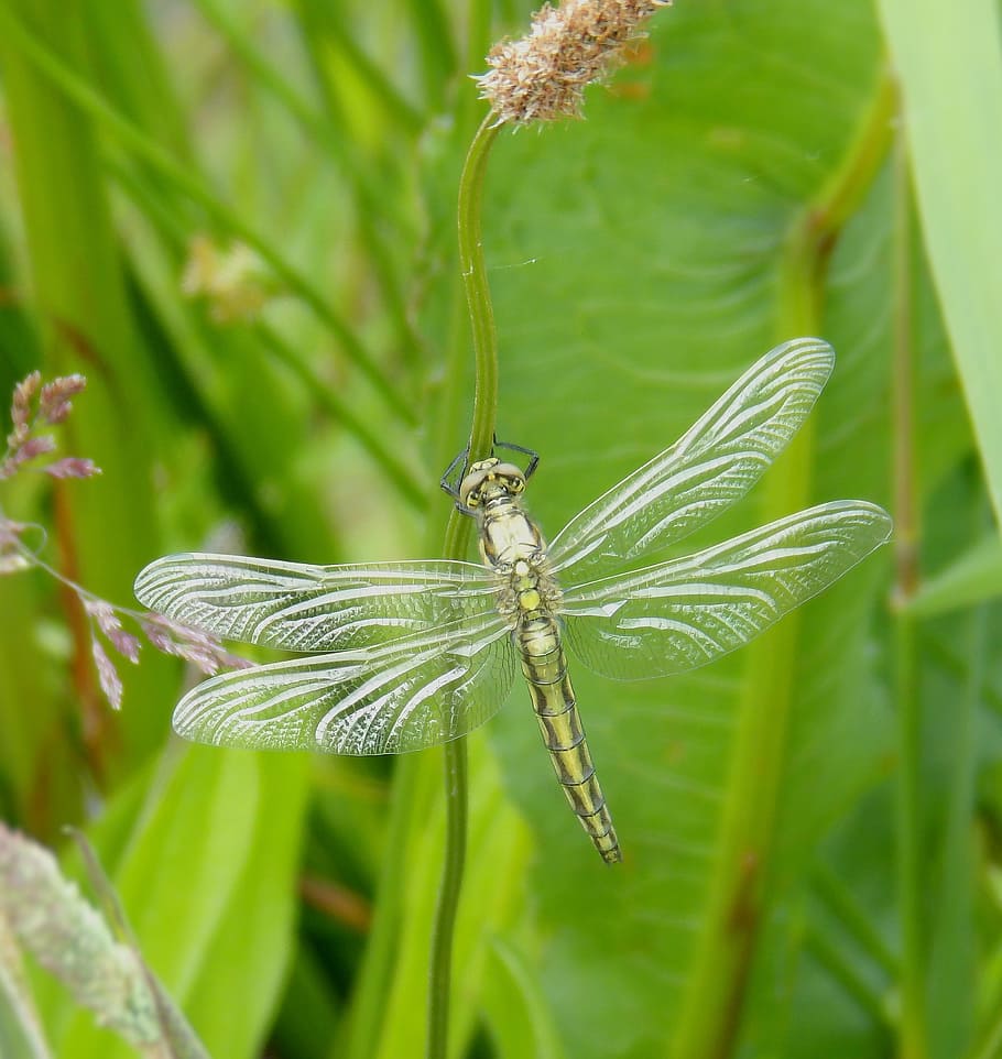 dragonfly, insect, close, macro, wings, plant, animal, invertebrate HD wallpaper