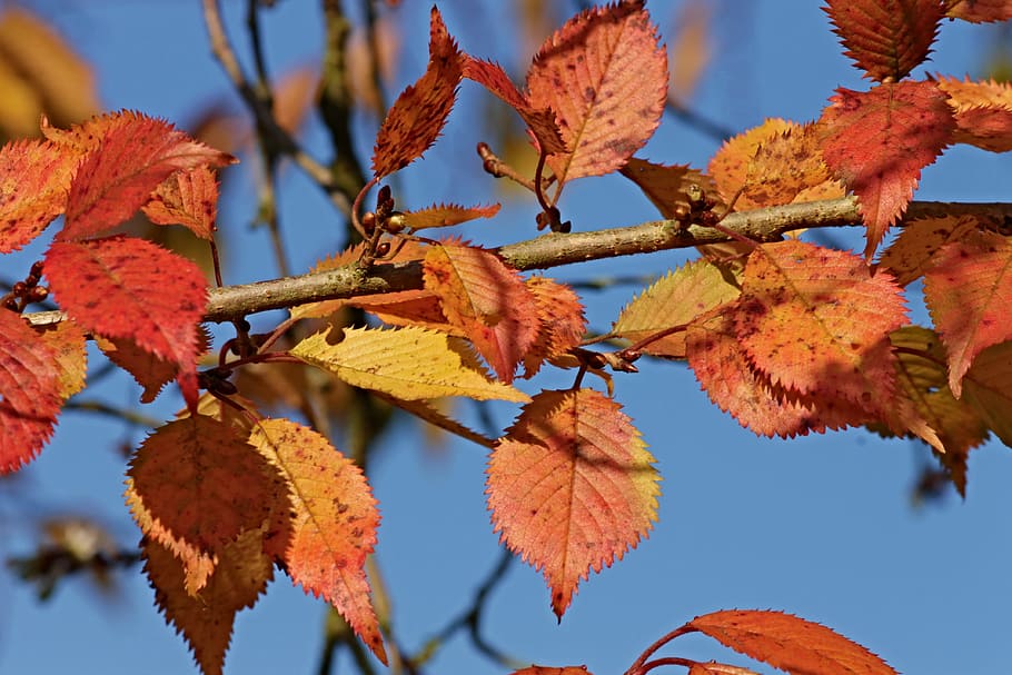 selective focus photography of red leaves attached on branch HD wallpaper