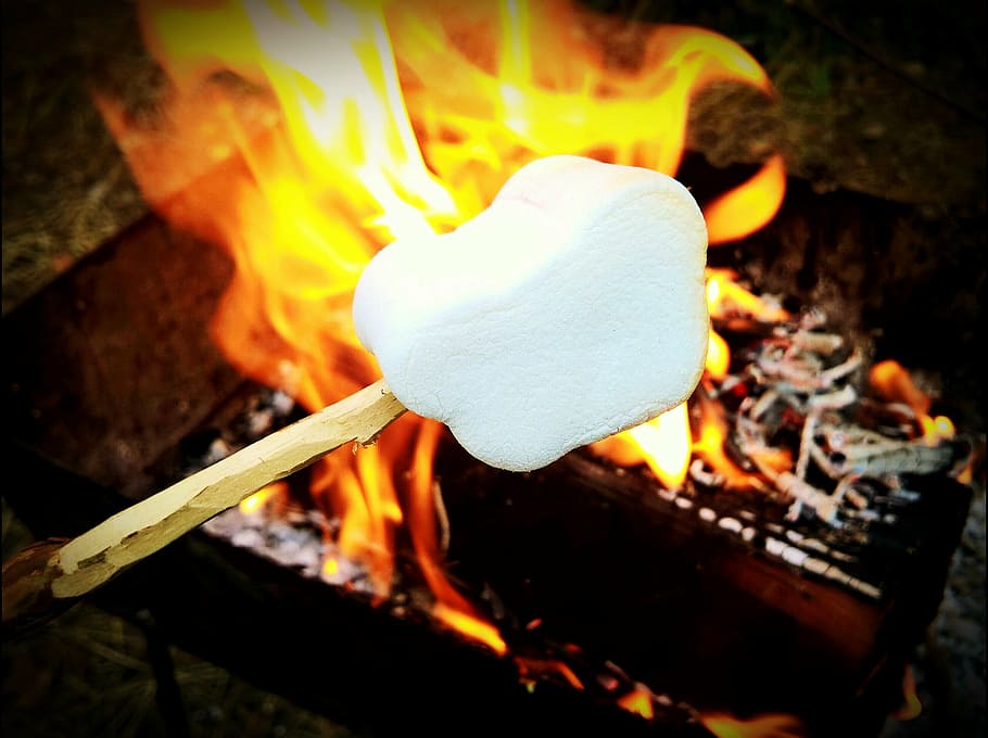 fried, zephyr, marshmallows, on, lolly, koster, tree, firewood HD wallpaper
