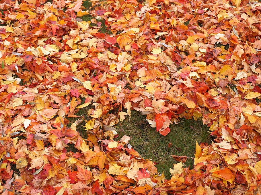 Autumn, Love, Heart, Fallen Leaves, red leaves, leaf, nature, HD wallpaper
