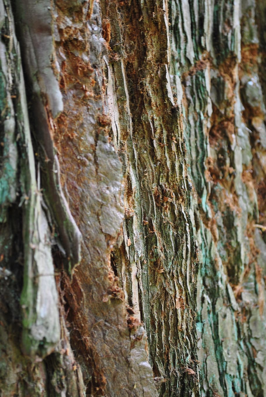 nature, tree, bark, trunk, tree trunk, close-up, textured, plant HD wallpaper