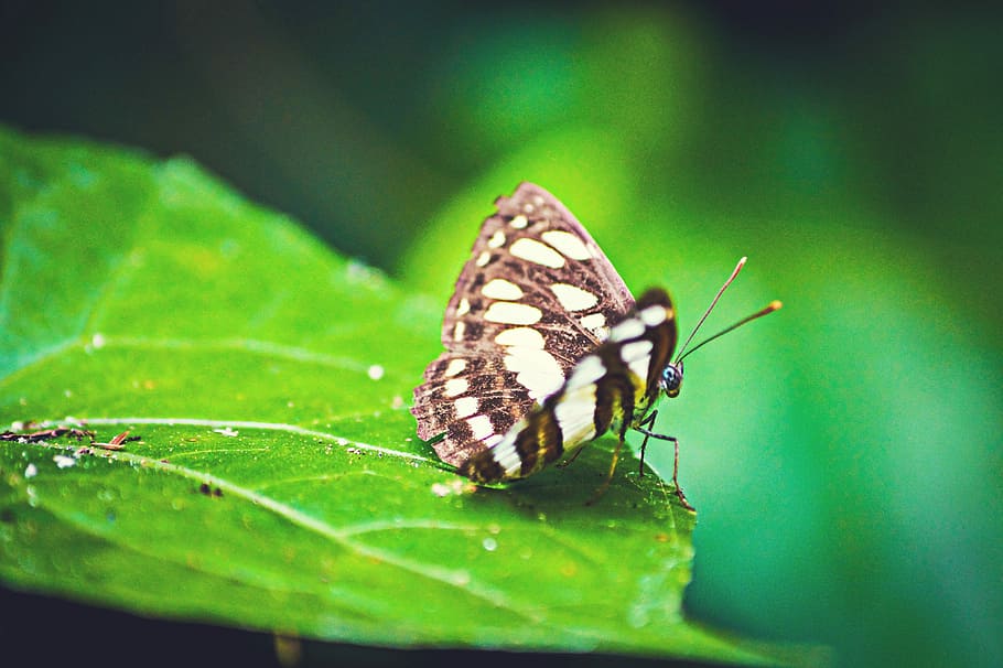Deep Green, selective focus photography of butterfly on leaf HD wallpaper